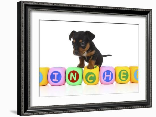 Puppies 062-Andrea Mascitti-Framed Photographic Print