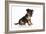 Puppies 064-Andrea Mascitti-Framed Photographic Print