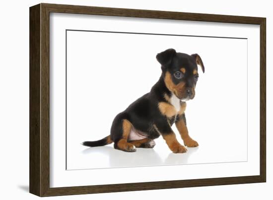 Puppies 064-Andrea Mascitti-Framed Photographic Print