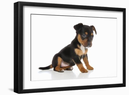Puppies 064-Andrea Mascitti-Framed Photographic Print