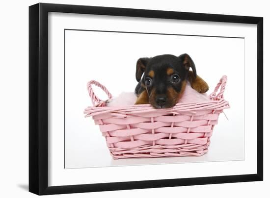 Puppies 065-Andrea Mascitti-Framed Photographic Print