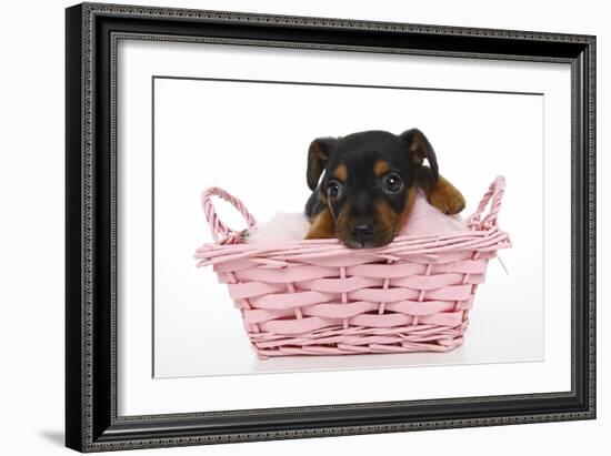 Puppies 065-Andrea Mascitti-Framed Photographic Print