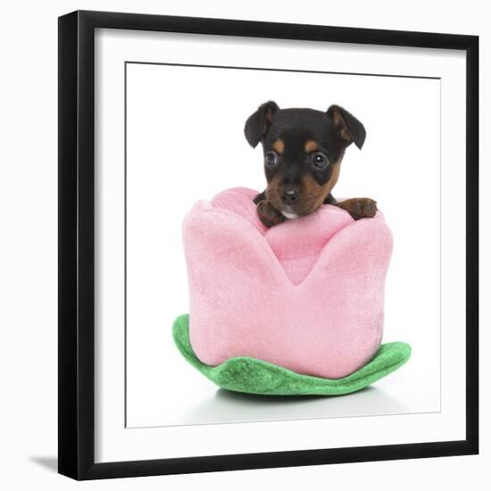 Puppies 066-Andrea Mascitti-Framed Photographic Print