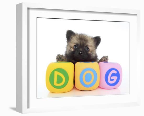 Puppies 070-Andrea Mascitti-Framed Photographic Print