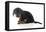 Puppies 072-Andrea Mascitti-Framed Premier Image Canvas