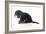 Puppies 072-Andrea Mascitti-Framed Photographic Print