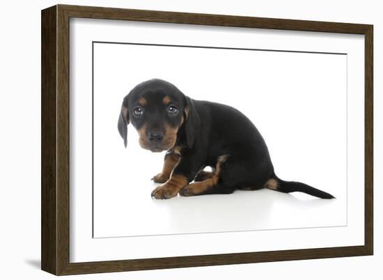 Puppies 072-Andrea Mascitti-Framed Photographic Print