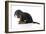 Puppies 072-Andrea Mascitti-Framed Photographic Print