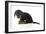 Puppies 072-Andrea Mascitti-Framed Photographic Print