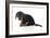 Puppies 072-Andrea Mascitti-Framed Photographic Print