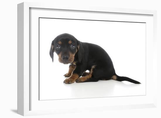 Puppies 072-Andrea Mascitti-Framed Photographic Print