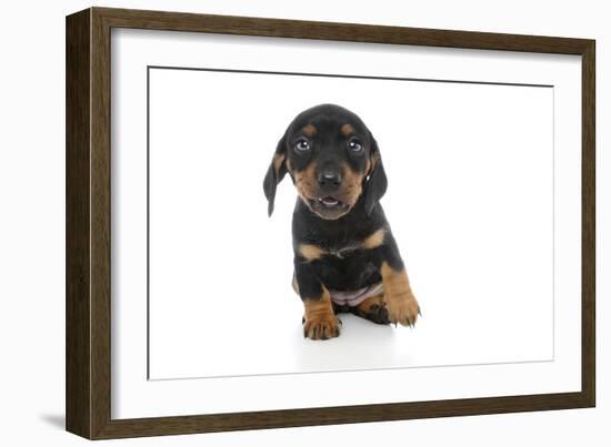 Puppies 073-Andrea Mascitti-Framed Photographic Print