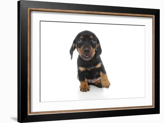 Puppies 073-Andrea Mascitti-Framed Photographic Print