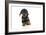 Puppies 073-Andrea Mascitti-Framed Photographic Print