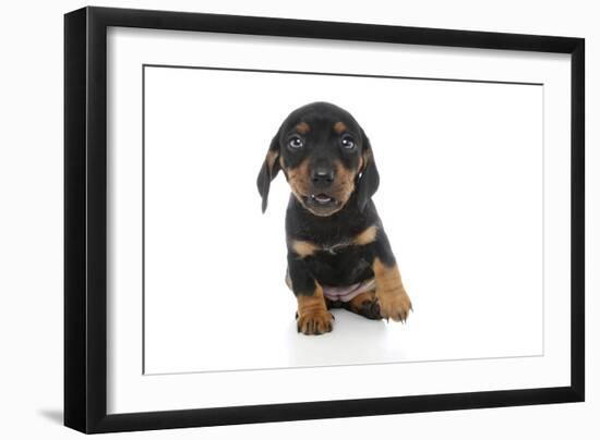 Puppies 073-Andrea Mascitti-Framed Photographic Print