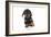 Puppies 073-Andrea Mascitti-Framed Photographic Print