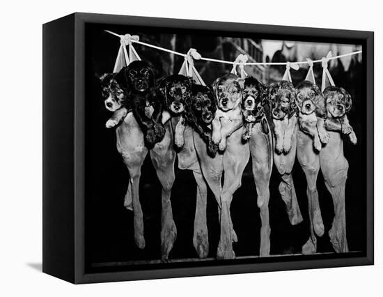 Puppies Hanging from a Clothesline-Bettmann-Framed Premier Image Canvas