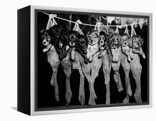 Puppies Hanging from a Clothesline-Bettmann-Framed Premier Image Canvas