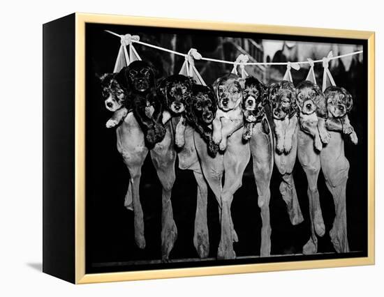 Puppies Hanging from a Clothesline-Bettmann-Framed Premier Image Canvas