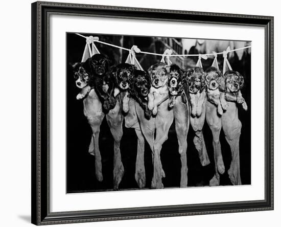 Puppies Hanging from a Clothesline-Bettmann-Framed Photographic Print