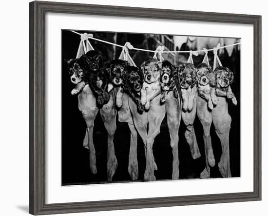 Puppies Hanging from a Clothesline-Bettmann-Framed Photographic Print