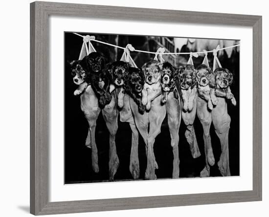 Puppies Hanging from a Clothesline-Bettmann-Framed Photographic Print