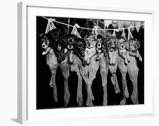 Puppies Hanging from a Clothesline-Bettmann-Framed Photographic Print
