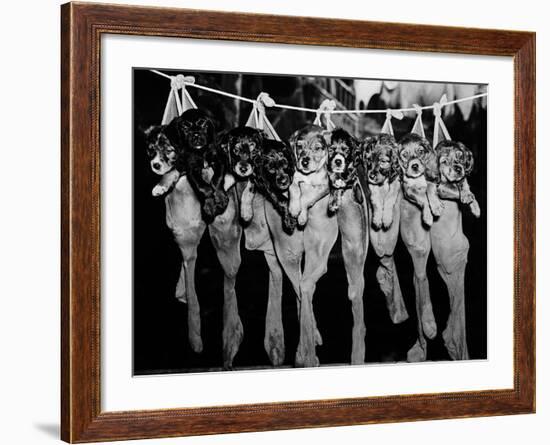 Puppies Hanging from a Clothesline-Bettmann-Framed Photographic Print