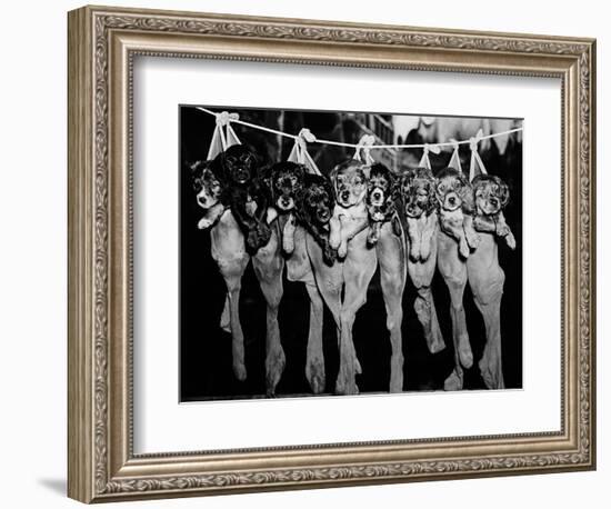 Puppies Hanging from a Clothesline-Bettmann-Framed Photographic Print