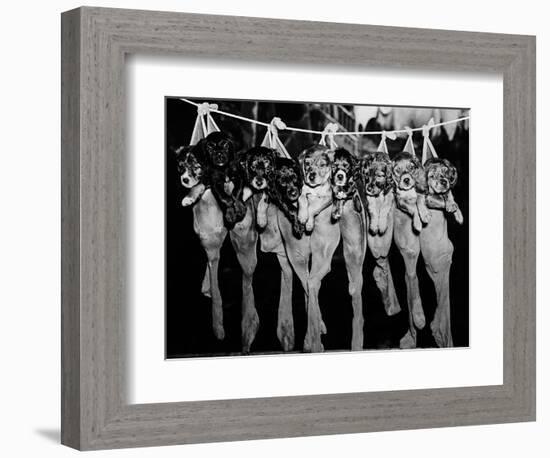 Puppies Hanging from a Clothesline-Bettmann-Framed Photographic Print