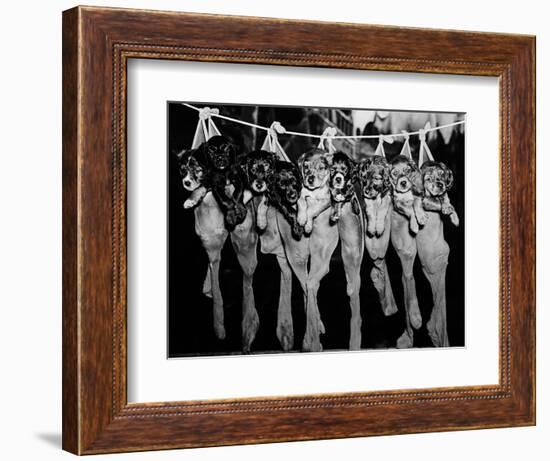 Puppies Hanging from a Clothesline-Bettmann-Framed Photographic Print