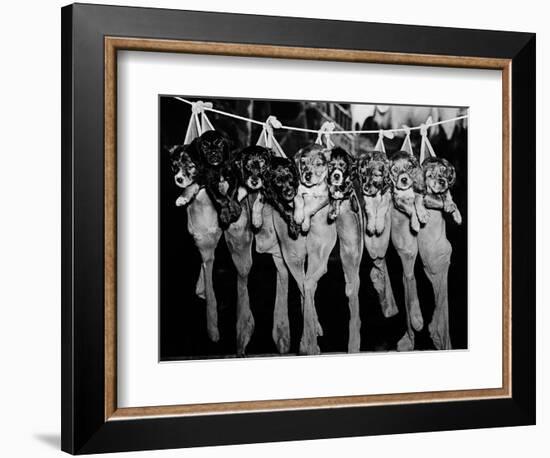 Puppies Hanging from a Clothesline-Bettmann-Framed Photographic Print