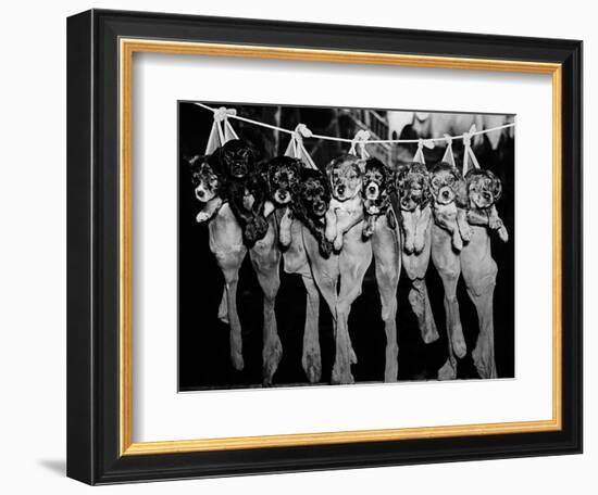 Puppies Hanging from a Clothesline-Bettmann-Framed Photographic Print