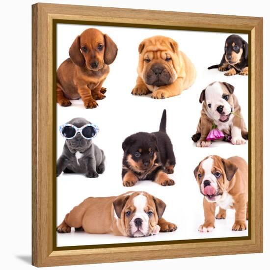 Puppies of Different Breeds, Dachshund, Shar Pei, Rottweiler, Bulldog, French Bulldog.-Lilun-Framed Premier Image Canvas