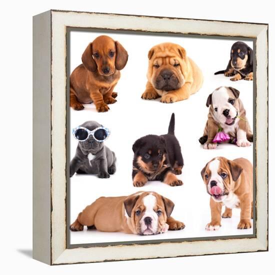 Puppies of Different Breeds, Dachshund, Shar Pei, Rottweiler, Bulldog, French Bulldog.-Lilun-Framed Premier Image Canvas