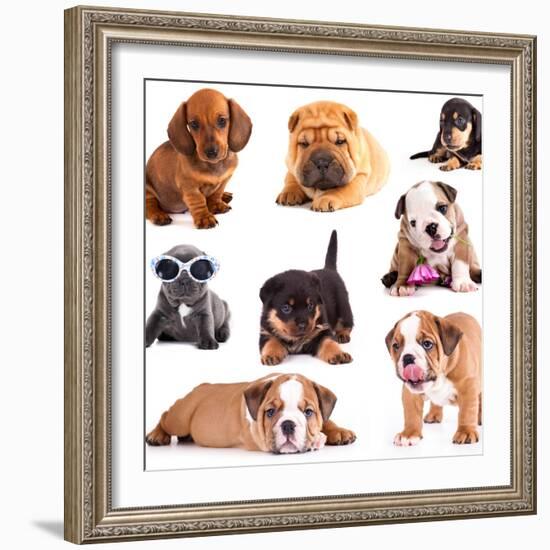 Puppies of Different Breeds, Dachshund, Shar Pei, Rottweiler, Bulldog, French Bulldog.-Lilun-Framed Photographic Print