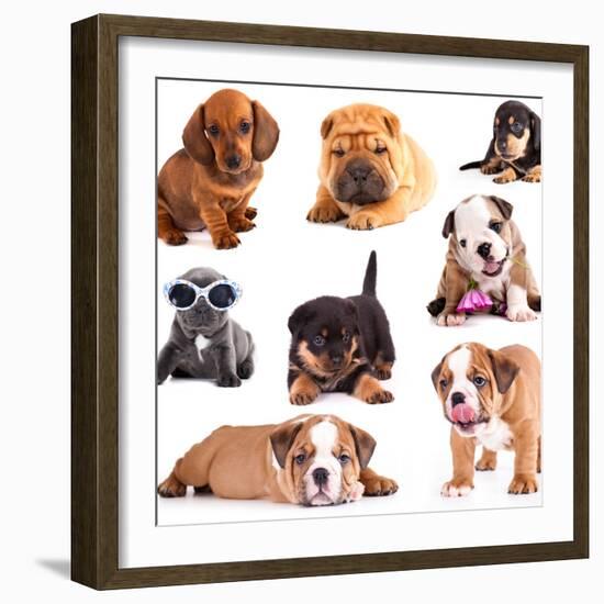 Puppies of Different Breeds, Dachshund, Shar Pei, Rottweiler, Bulldog, French Bulldog.-Lilun-Framed Photographic Print