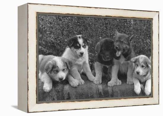 Puppies that will some day pull dog sleds Photograph - Alaska-Lantern Press-Framed Stretched Canvas