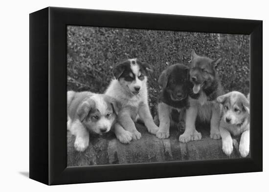 Puppies that will some day pull dog sleds Photograph - Alaska-Lantern Press-Framed Stretched Canvas