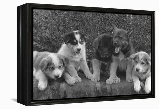 Puppies that will some day pull dog sleds Photograph - Alaska-Lantern Press-Framed Stretched Canvas