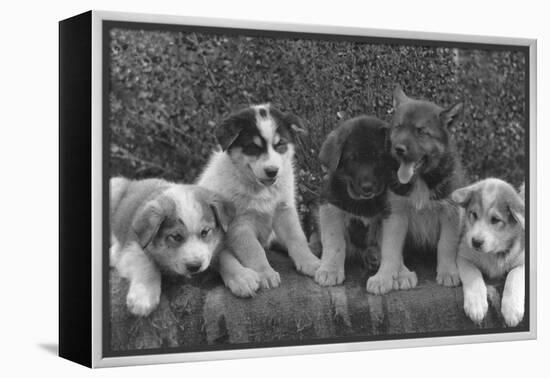 Puppies that will some day pull dog sleds Photograph - Alaska-Lantern Press-Framed Stretched Canvas