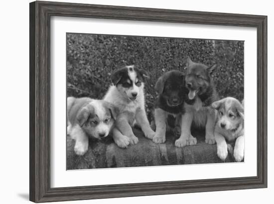 Puppies that will some day pull dog sleds Photograph - Alaska-Lantern Press-Framed Art Print