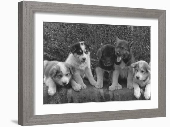 Puppies that will some day pull dog sleds Photograph - Alaska-Lantern Press-Framed Art Print