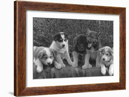 Puppies that will some day pull dog sleds Photograph - Alaska-Lantern Press-Framed Art Print