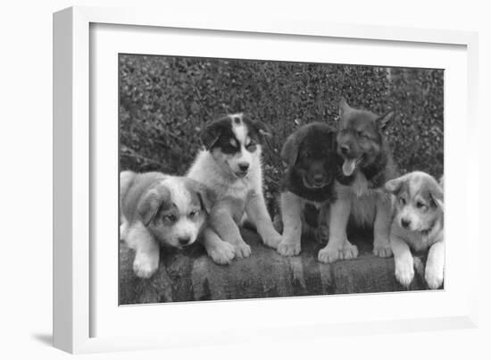 Puppies that will some day pull dog sleds Photograph - Alaska-Lantern Press-Framed Art Print