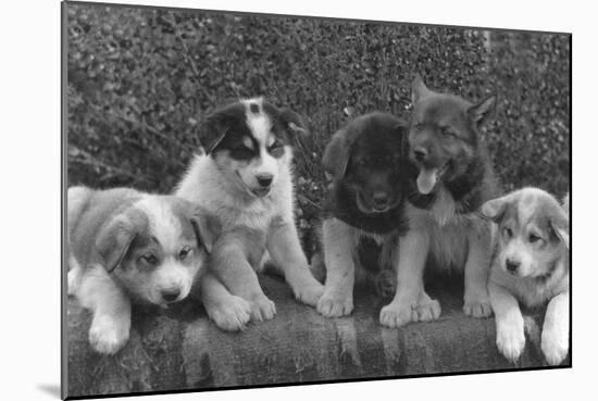 Puppies that will some day pull dog sleds Photograph - Alaska-Lantern Press-Mounted Art Print