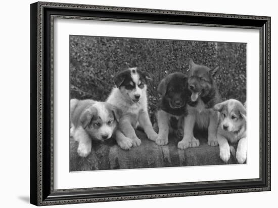Puppies that will some day pull dog sleds Photograph - Alaska-Lantern Press-Framed Art Print