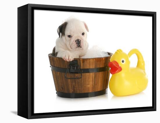Puppy Bath Time - English Bulldog Puppy In Wooden Wash Basin With Soap Suds And Rubber Duck-Willee Cole-Framed Premier Image Canvas