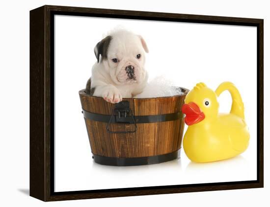 Puppy Bath Time - English Bulldog Puppy In Wooden Wash Basin With Soap Suds And Rubber Duck-Willee Cole-Framed Premier Image Canvas