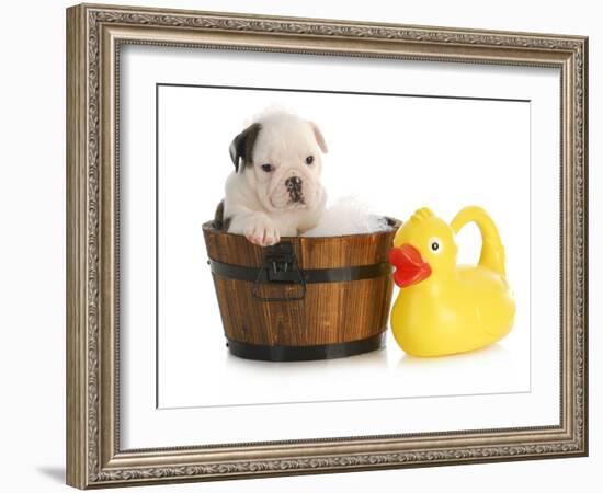 Puppy Bath Time - English Bulldog Puppy In Wooden Wash Basin With Soap Suds And Rubber Duck-Willee Cole-Framed Photographic Print